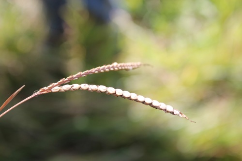 Bahia grass (Paspalum notatum)