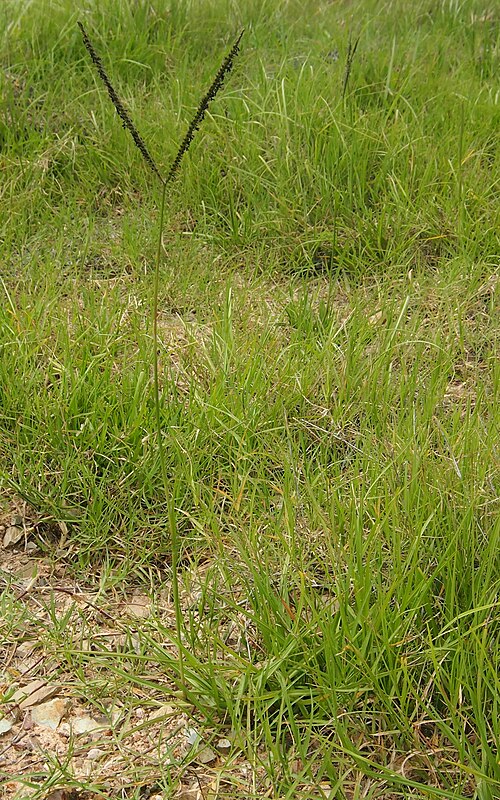 Bahia grass: Paspalum notatum flower spike and foliage