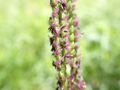 Bahia grass (Paspalum notatum)