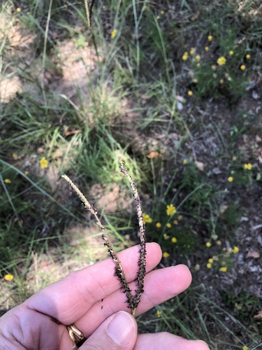 Bahia grass (Paspalum notatum)