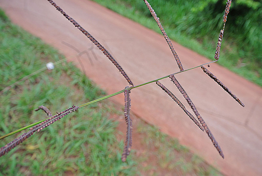 Brownseed paspalum: The Brownseed Paspalum is native to the tropics and subtropics of the Americas and has been planted beyond as fodder. Known in Latin America as Camalote.