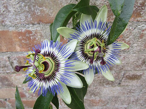 Blue passionflower: Two flowers of Passionflower (Passiflora caerulea) in a garden within the village of Trimingham , Norfolk, England.