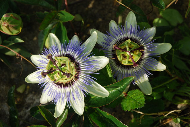 Blue passionflower: Blodau'r Dioddefaint (Passiflora caerulea) Passion Flowers