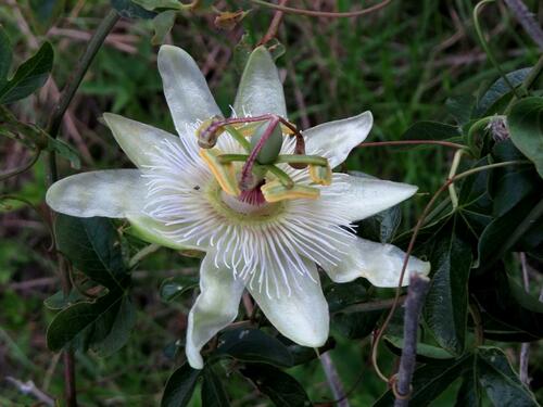Blue passionflower (Passiflora caerulea)