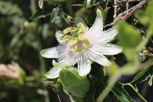 Blue passionflower