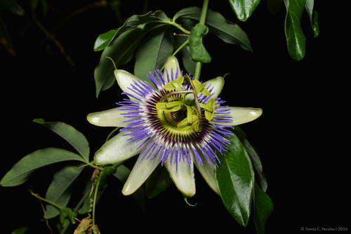 Blue passionflower (Passiflora caerulea)
