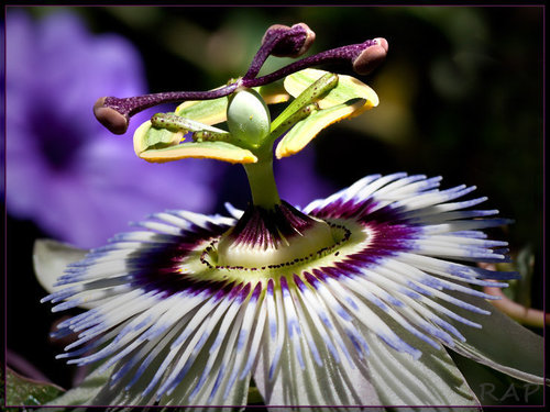 Blue passionflower (Passiflora caerulea)