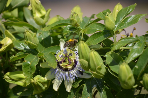 Blue passionflower (Passiflora caerulea)