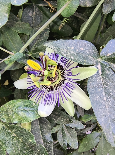 Blue passionflower (Passiflora caerulea)