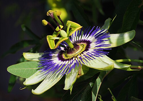 Blue passionflower: Passiflora caerulea . Ljubljana Botanical Garden, Slovenia. Size of flower around 9 cm. Macro stack of 17 images.