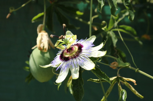 Blue passionflower (Passiflora caerulea)
