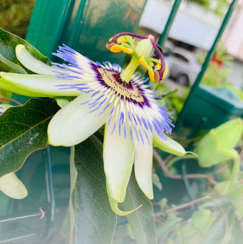 Blue passionflower: Bluecrown passionflower