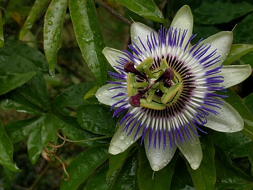Blue passionflower: Passiflora caerulea, Hortus botanicus Leiden, Netherlands