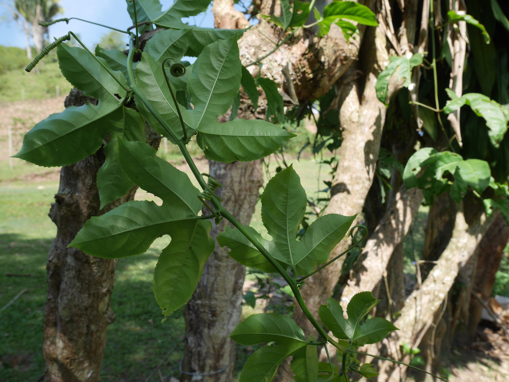Passion fruit: Las hojas de Maracuyá (Passiflora edulis) tienen propiedades relajantes. Foto de la comunidad nativa Kichwas Lamistas, El Dorato, San Martín, Perú, 2016.