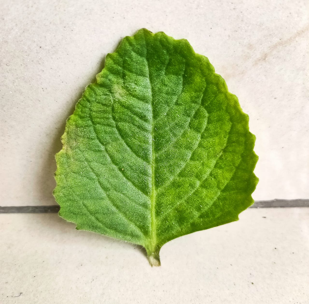 Passion fruit: A leaf of the same plant as Passiflora edulis grow grown in Sherpur, Narayanpur Anant, Bihar, India.