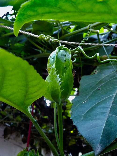 Passion fruit: പാഷൻ ഫ്രൂട്ടിന്റെ പൂമൊട്ട്