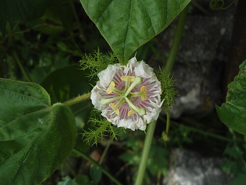 Fetid passionflower: (Passiflora foetida) flower at Alwal railway station, Hyderabad