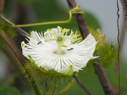 Fetid passionflower (Passiflora foetida)