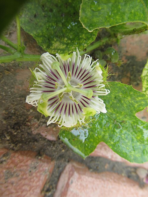 Fetid passionflower: Passiflora foetida is found in Prakiti Tirtha (New Town Eco Park butterfly garden),Kolkata