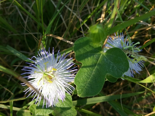 Fetid passionflower (Passiflora foetida)