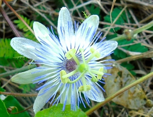 Fetid passionflower (Passiflora foetida)