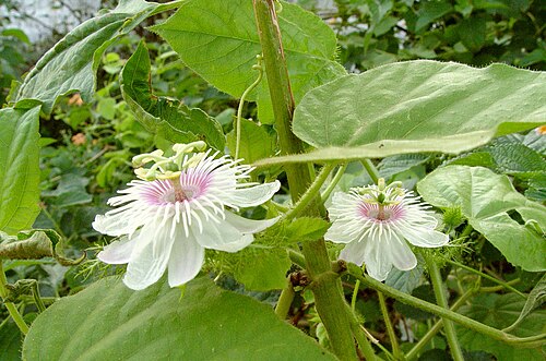 Fetid passionflower: Passion fruit vine, Passiflora foetida L. ; the flower is beautiful and contrary to the name is not really stinky. A New World tropical, naturalized in India an