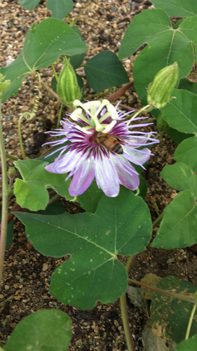 Fetid passionflower