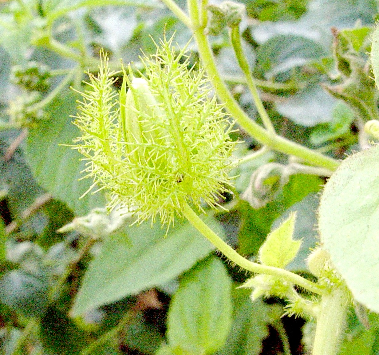 Fetid passionflower: Passion fruit vine, Passiflora foetida L. ; The bracts are finely divided and grow to enclose the fruit. They seem to exude a sticky fluid which has an insect t
