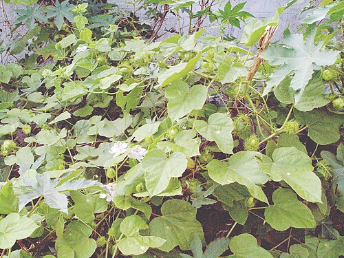 Fetid passionflower: This viggorous vine climbs by means of tendrils coming out at the leaf axils, can grow upto 30 ft long. Here it is growing around and over the Castor plants