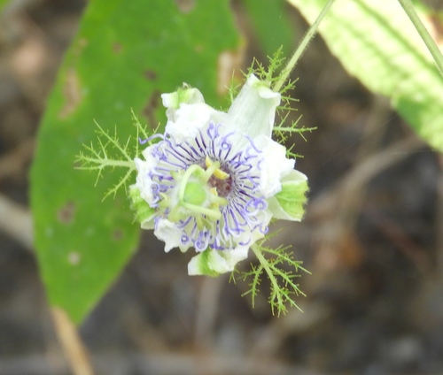 Fetid passionflower (Passiflora foetida)