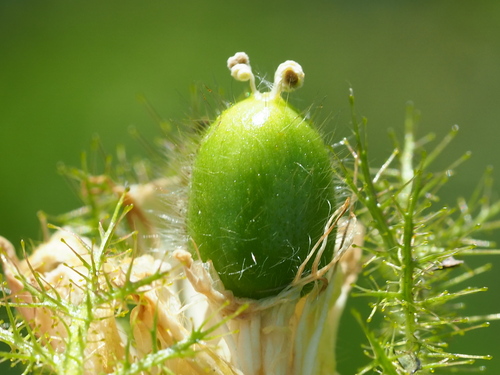 Fetid passionflower (Passiflora foetida)