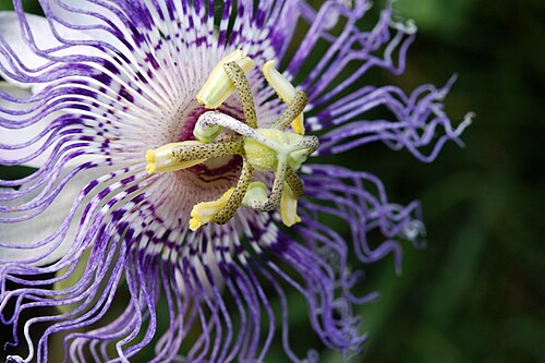Maypop: Passiflora, Gainesville 2