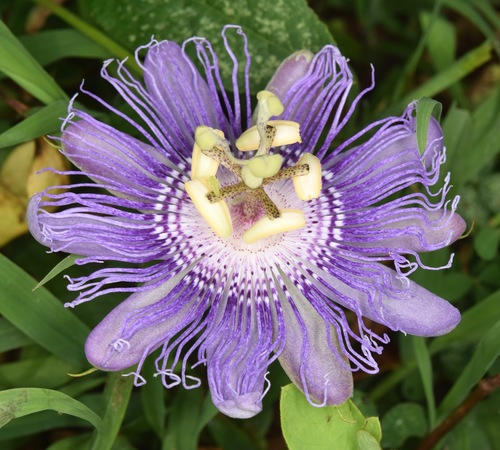 Maypop (Passiflora incarnata)