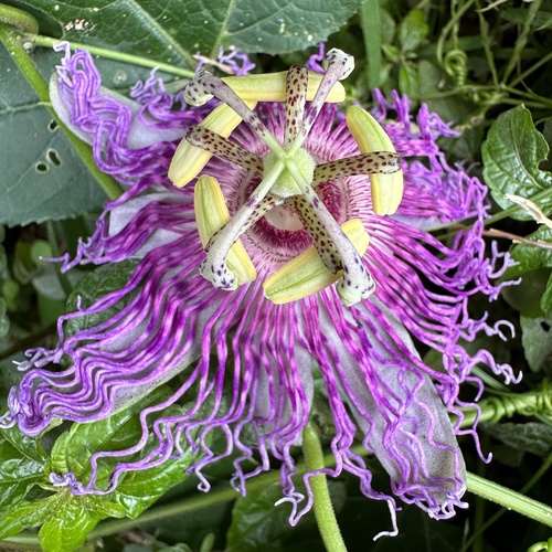 Maypop (Passiflora incarnata)