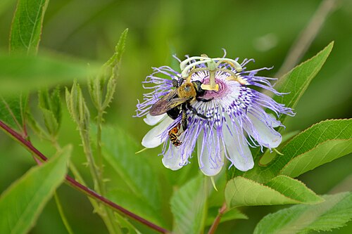Maypop: Passifloraceae: Passiflora incarnata Seen at Paynes Prairie State Preserve, near Gainesville, FL