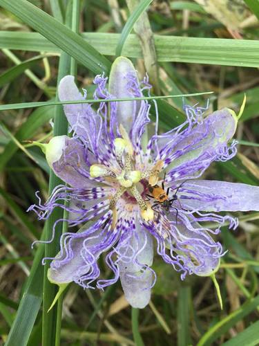 Maypop (Passiflora incarnata)