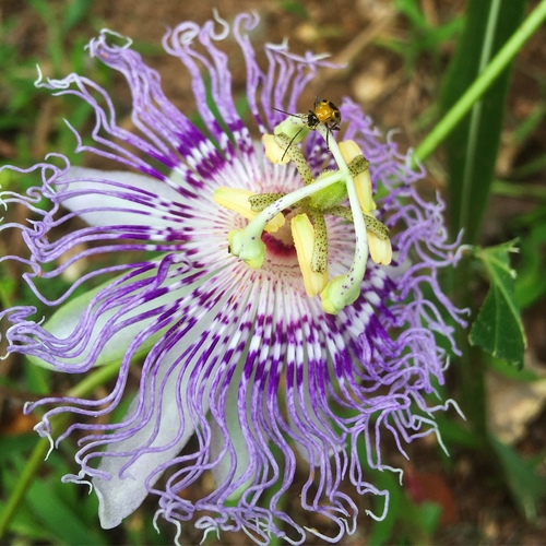 Maypop (Passiflora incarnata)