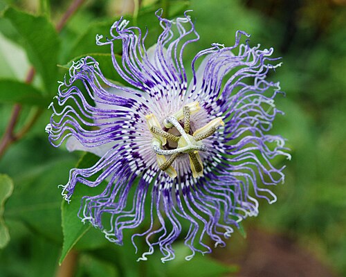 Maypop: Passiflora, Gainesville