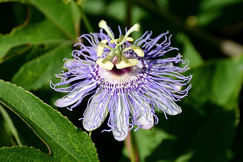 Maypop: Passifloraceae: Passiflora incarnata Paynes Prairie State Preserve, FL