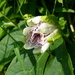Maypop (Passiflora incarnata)