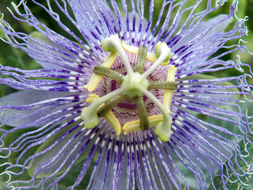 Maypop (Passiflora incarnata)