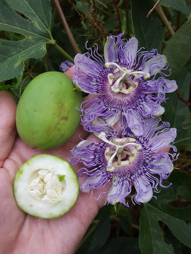 Maypop (Passiflora incarnata)