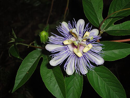 Maypop: This is a Passiflora incarnata flower from Gainesville, FL, USA, taken in Fall 2011. Also note gulf fritillary (Agraulis vanillae) egg on leaf to the left