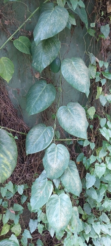 Sweet granadilla (Passiflora ligularis)