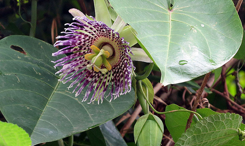 Sweet granadilla: The fruit is widely consumed as Sweet Granadilla. Now pantropical from an origin in the neotropical highlands. Photo from west of Baeza, Ecuador. In context at