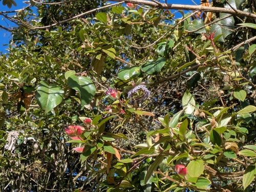 Sweet granadilla (Passiflora ligularis)