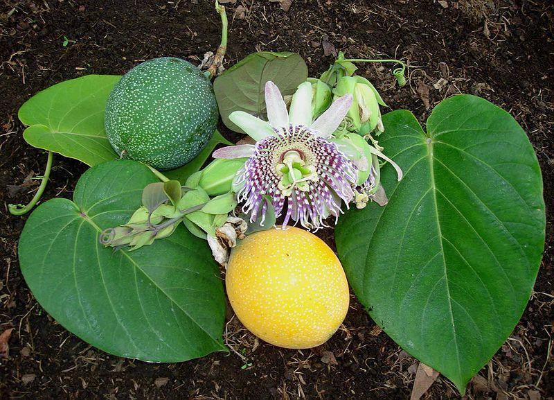 Sweet granadilla: Pasionaria S.