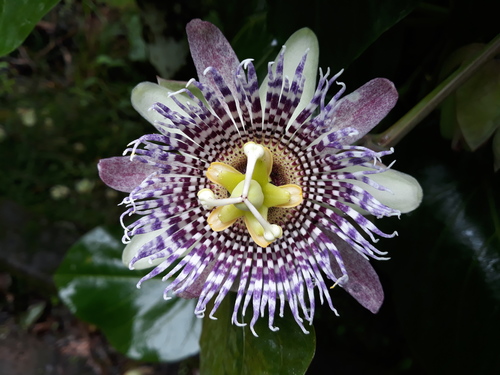Sweet granadilla (Passiflora ligularis)