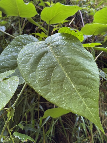 Sweet granadilla (Passiflora ligularis)