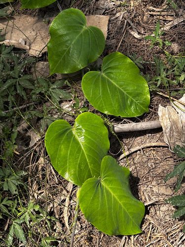 Sweet granadilla (Passiflora ligularis)